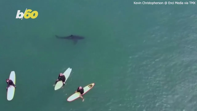 Great White Shark Chills While Surfers Cruise Above It
